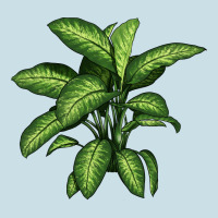 Dumb Cane Ladies Tee | Teevron