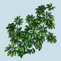 Botanical Schefflera Illustrations Ladies Tee | Teevron