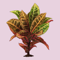 Croton Ladies Tee | Teevron