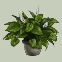 Peace Lily Ladies Tee | Teevron