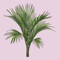 Botanical Majesty Palm Illustrations Ladies Tee | Teevron