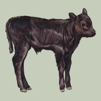 Black Angus Calf Illustrations Ladies Tee | Teevron