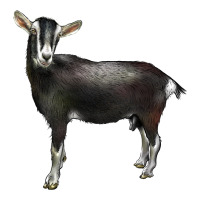 Alpine Goat Classic Tee | Teevron