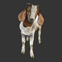 boer goat | Teevron