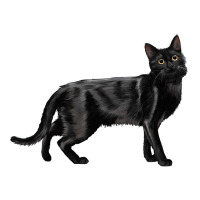 Bombay Cat | Teevron