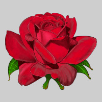 Oklahoma Rose Illustrations Premium Tee | Teevron