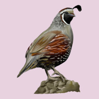 California Quail Bird Ladies Tee | Teevron