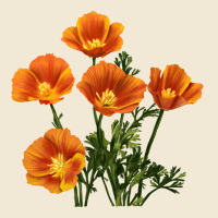 California Poppy Flower Ladies Tee | Teevron