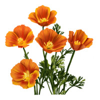 California Poppy Flower | Teevron