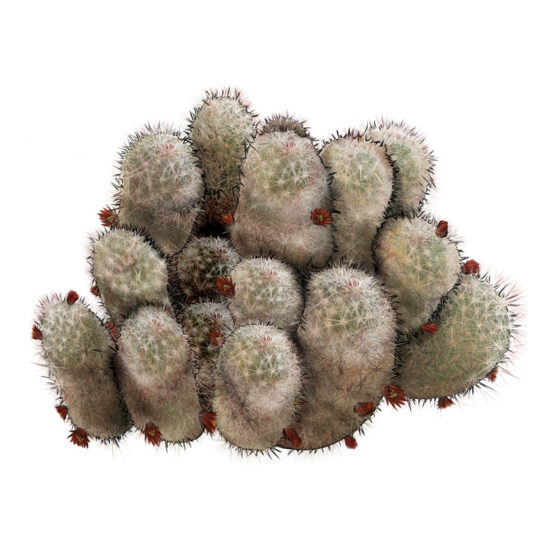 Brown Flowered Cactus Heavyweight Hoodie by LillyAllenDesigns | Teevron