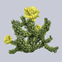 Whipple Cholla Cactus Heavyweight Hoodie | Teevron