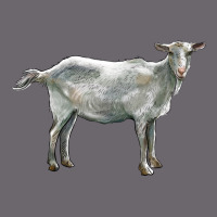 Saanen Goat Premium Sweatshirt | Teevron