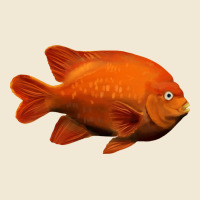 California Garibaldi Fish Ladies Tee | Teevron