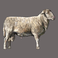 Katahdin Sheep Classic Tee | Teevron
