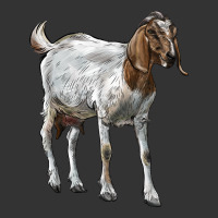 Boer Goat | Teevron