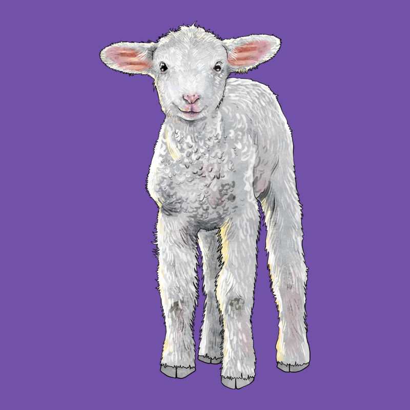 Merino Wool Baby Sheep Premium Sweatshirt by LillyAllenDesigns | Teevron