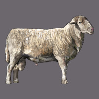 Katahdin Sheep Premium Sweatshirt | Teevron