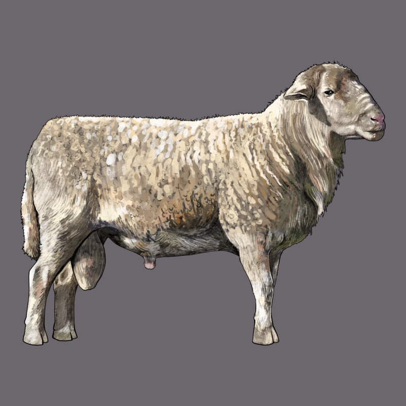 Katahdin Sheep Premium Sweatshirt by LillyAllenDesigns | Teevron