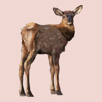 Elk Fawn Deer Premium Sweatshirt | Teevron