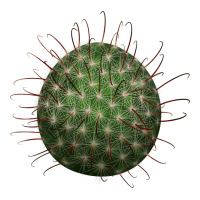 arizona fishhook cactus | Teevron