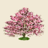 Flowering Dogwood Tree Ladies Tee | Teevron