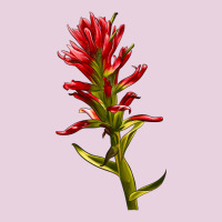 Indian Paintbrush Ladies Tee | Teevron