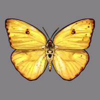 Cloudless Sulphur Butterfly Heavyweight Hoodie | Teevron