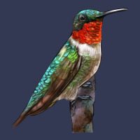 Ruby Throated Hummingbird Bird Heavyweight Hoodie | Teevron