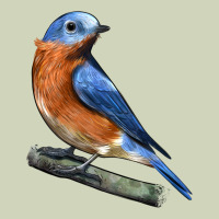 Eastern Bluebird Heavyweight Hoodie | Teevron