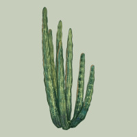 Organ Pipe Cactus Ladies Tee | Teevron