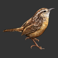 Ccarolina Wren | Teevron