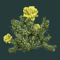Whipple Cholla Cactus Premium Sweatshirt | Teevron