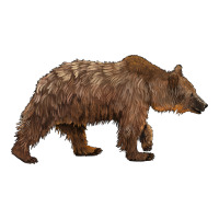 bear | Teevron