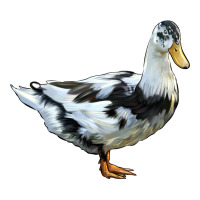 Ancona Duck | Teevron