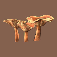 Lactarius Rufus Mushroom Illustrations Zipper Hoodie | Teevron