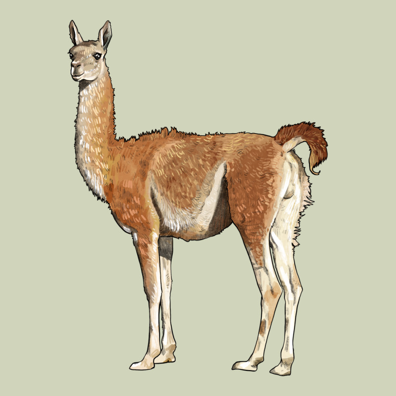 Guanaco Llama Heavyweight Hoodie by LillyAllenDesigns | Teevron