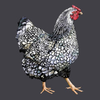 Wyandotte Chicken Heavyweight Hoodie | Teevron