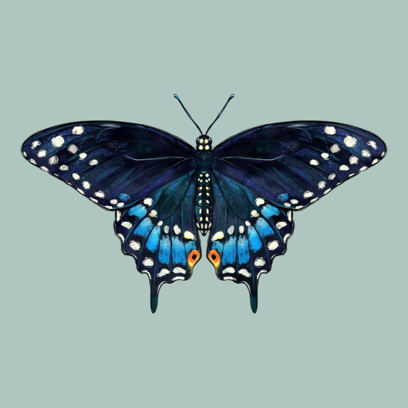 Black Swallowtail Butterfly Premium Sweatshirt by LillyAllenDesigns | Teevron
