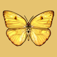 Cloudless Sulphur Butterfly Premium Sweatshirt | Teevron