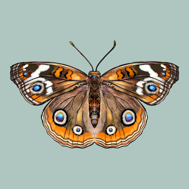 Common Buckeye Butterfly Premium Sweatshirt by LillyAllenDesigns | Teevron