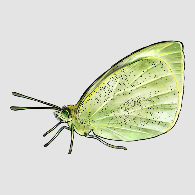 Cabbage White Butterfly Premium Sweatshirt by LillyAllenDesigns | Teevron