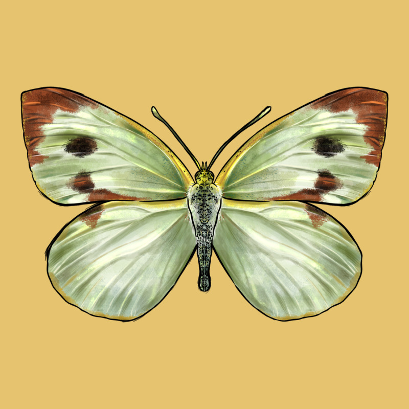 Cabbage Butterfly Premium Sweatshirt by LillyAllenDesigns | Teevron
