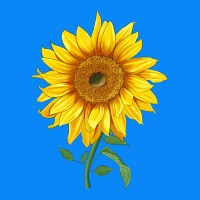 Bambino Sunflower Zipper Hoodie | Teevron