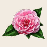 Camellia Flower Zipper Hoodie | Teevron