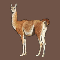 Guanaco Llama Premium Sweatshirt | Teevron