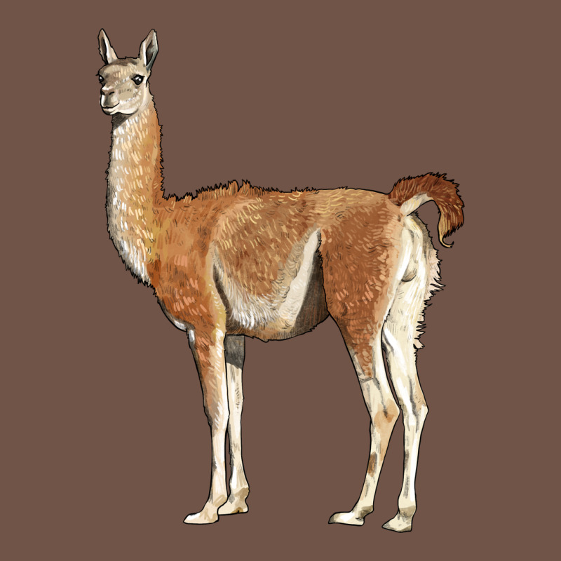Guanaco Llama Premium Sweatshirt by LillyAllenDesigns | Teevron