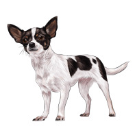chihuahua | Teevron