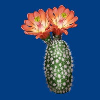 King Cup Cactus Premium Sweatshirt | Teevron