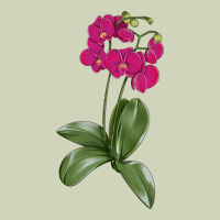 Moth Orchid Heavyweight Hoodie | Teevron