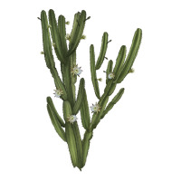 cereus jamacaru | Teevron